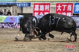 微山娱乐斗牛,激情碰撞，竞技盛宴